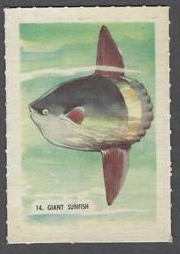 14 Giant Sunfish